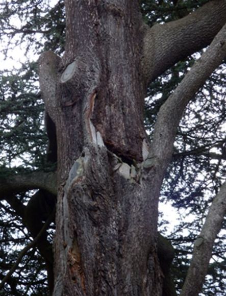 Senescent brackets 10m up an Atlantic cedar at the location of past failure in Runnymede, Surrey